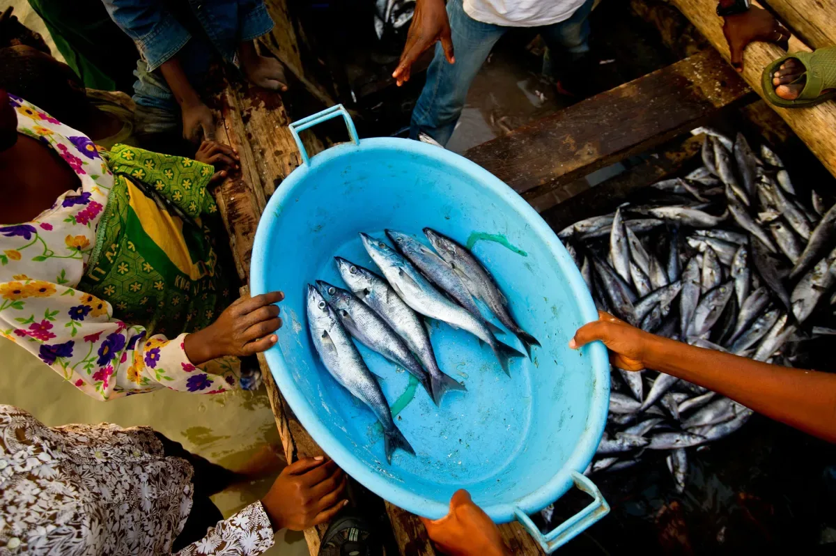 Frozen Migebuka supply in Tanzania